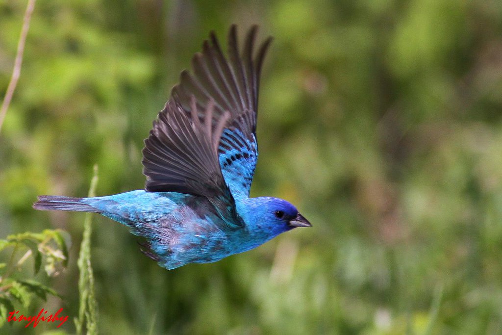 Indigo Buntings: Nature's Living Blue Jewels Seamlessly Blending with the Sky