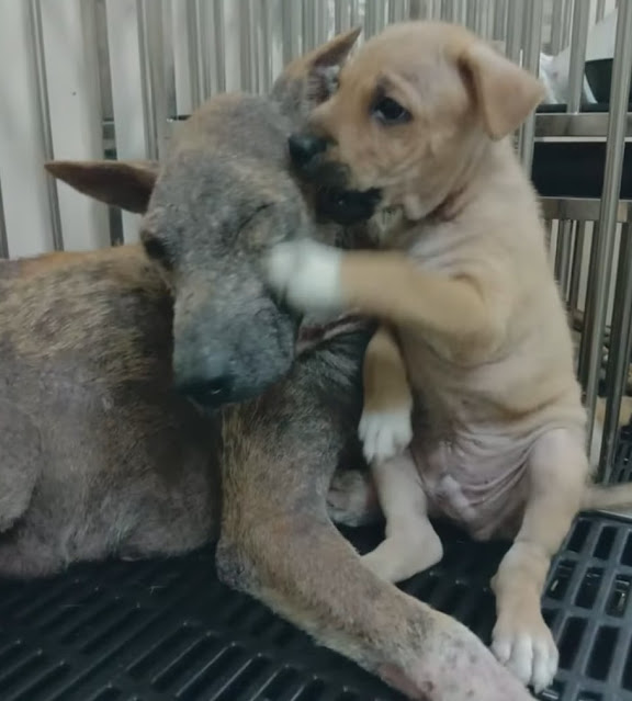 Heartbreaking Call: Vulnerable Mother Canine in Distress, Unable to Stand Up, Appeals for Help to Safeguard Her Precious Pups.